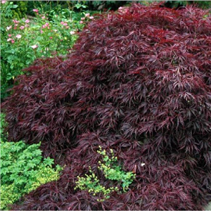 Acer Palmatum Var. Dissectum 'Crimson Queen'